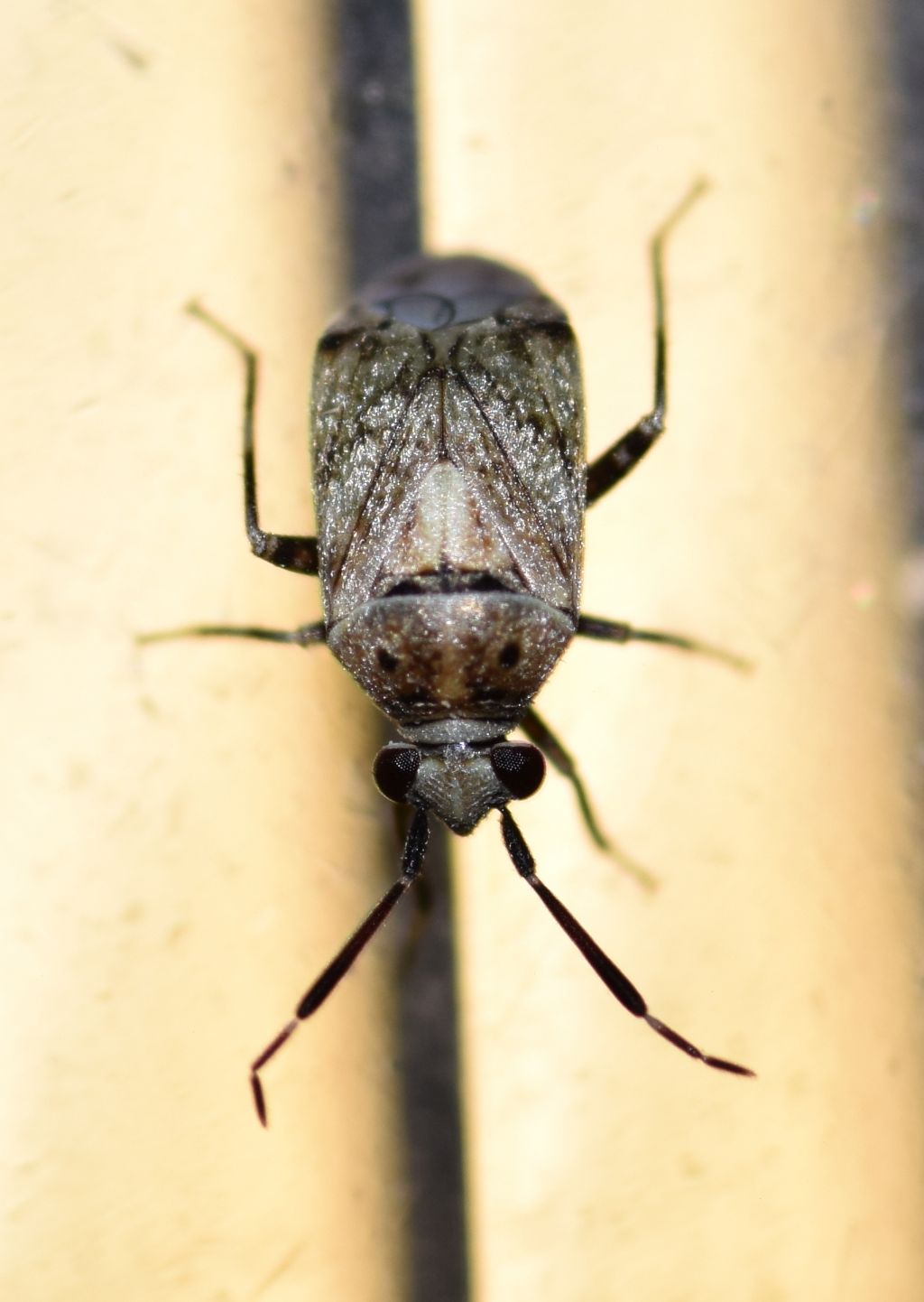 Miridae: Eurystylus bellevoyei Stal, 1871